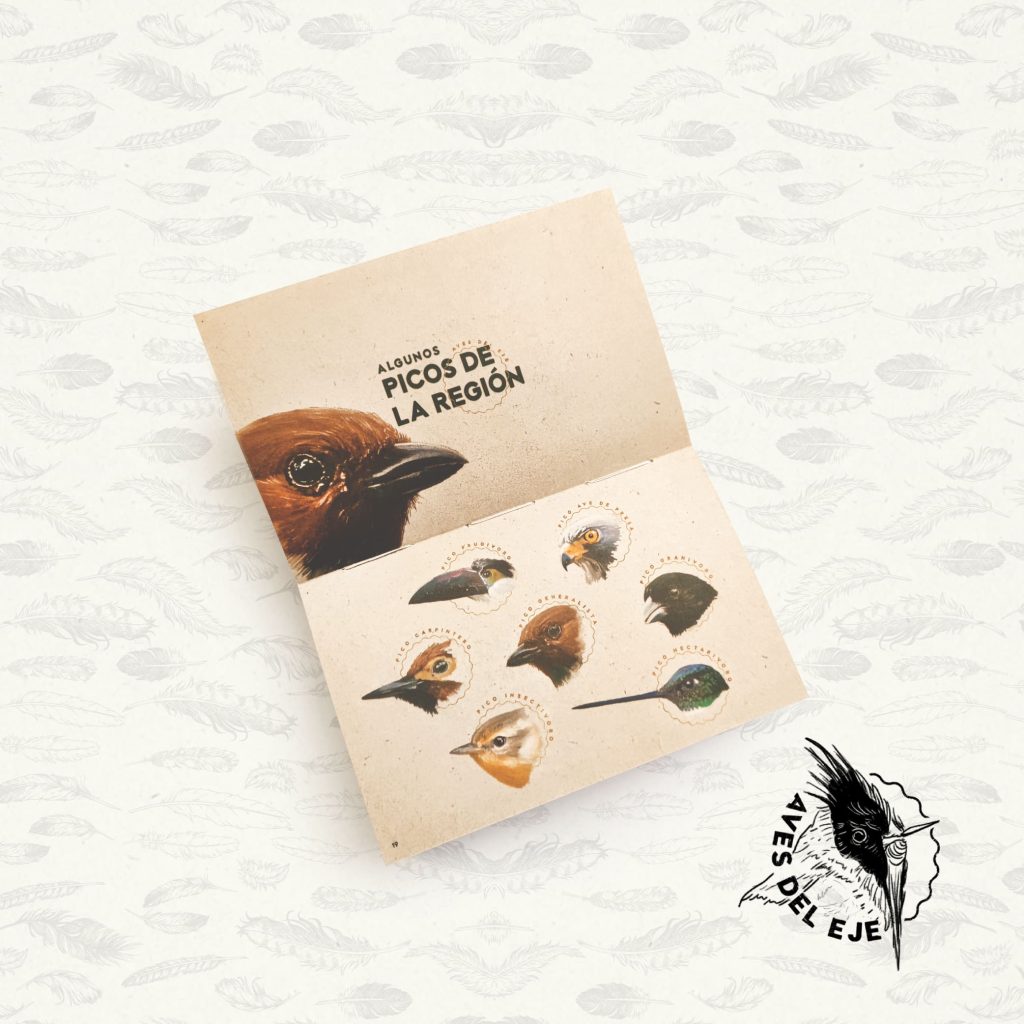 AVES DEL EJE_5